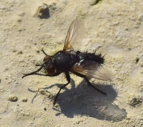 Réf. 198 889 : Voria ruralis
